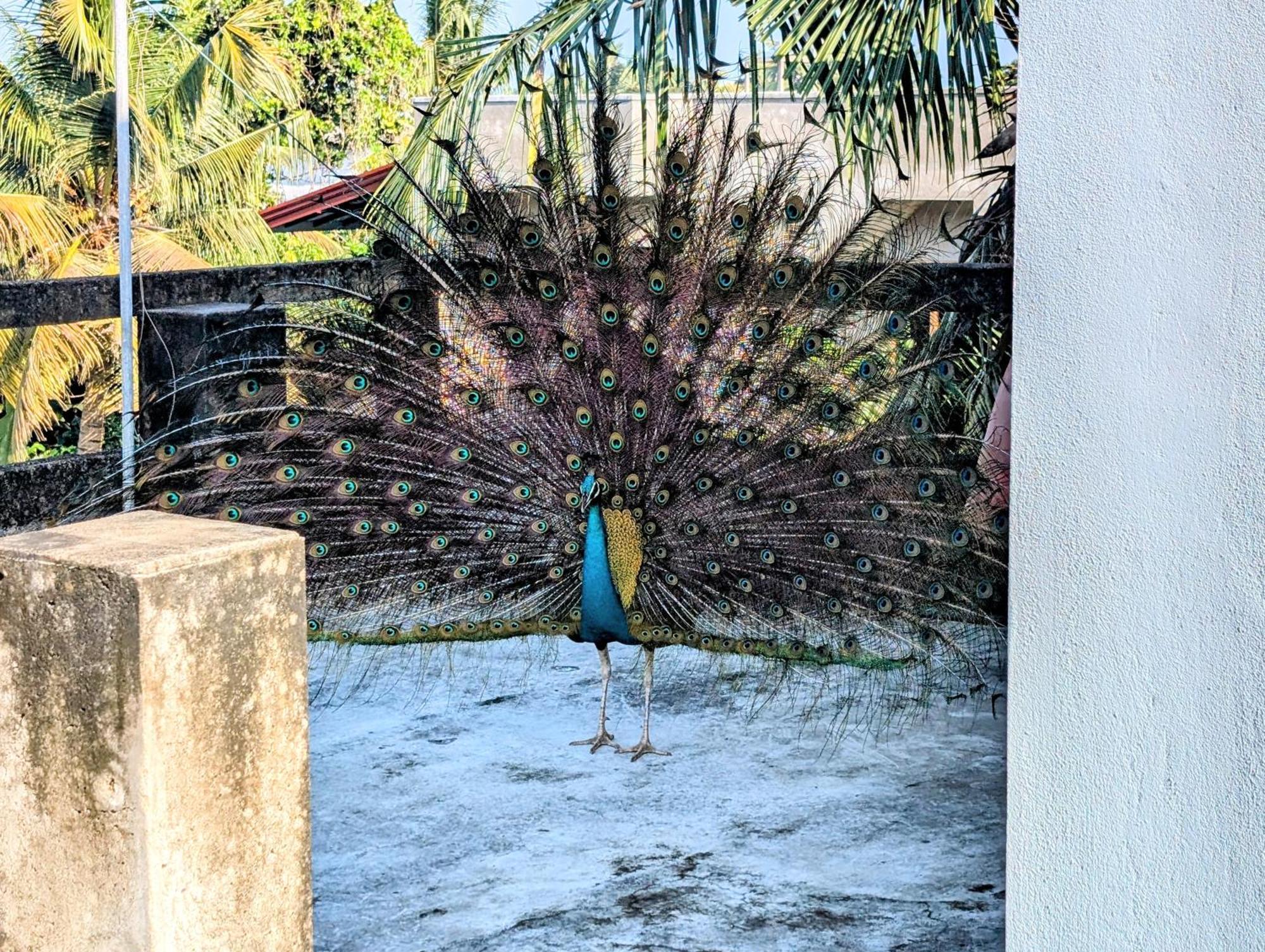 A Pousada Costels Mirissa Exterior foto
